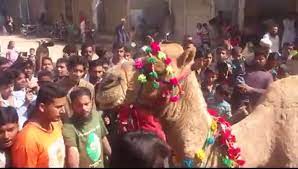 Published on thu, 01 nov 2012. Camel Qurbani 2013 Video Dailymotion