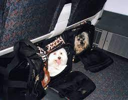 Maybe you would like to learn more about one of these? How Do I Make My Dog Comfortable On A Plane The Globe And Mail