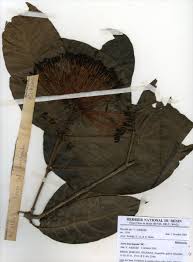 Image result for Ixora brachypoda