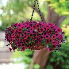 Petunias grow well from seeds started indoors, but proper watering is vital to ensure. How To Keep Petunias Beautiful In A Hanging Basket Garden Down South