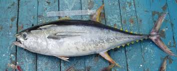 Thunnus albacares | fishIDER