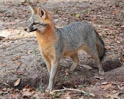 Rabies has been reported in new york specimens, but canine distemper appears to be the leading mortality factor, in terms of diseases, affecting wild gray fox populations. Adirondack Wildlife The Gray Fox The Adirondack Almanack