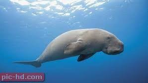 اجمل صور الاطوم سمك الاطوام بقر البحر Dugong Animals Mammals