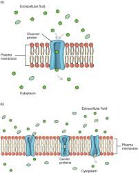 membrane transport anatomy and physiology