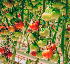 For healthy growth, tomato plants require at least 8 hours of direct sunlight a day. Optimizing The Healing Step Of Tomato Grafting With Led Grow Lights