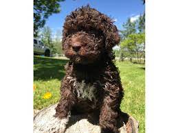 Find puppies for sale, started dogs for sale and finished dogs from all sorts of different pointing breeds, retrieving breeds and flushing breeds. Lagotto Romagnolo Puppies Lagotto Curlsroc Alberta Canada