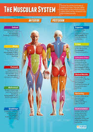 Start studying anatomy muscle chart. Amazon Com The Muscular System Pe Posters Gloss Paper Measuring 33 X 23 5 Physical Education Charts For The Classroom Education Charts By Daydream Education Industrial Scientific