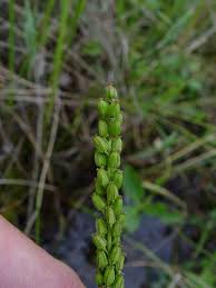 Image result for Triglochin