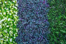 Maybe you would like to learn more about one of these? Tres Tipos De Plantas En La Pared Como Fondo Jardin Y Decoracion Exterior Fotos Retratos Imagenes Y Fotografia De Archivo Libres De Derecho Image 61633432