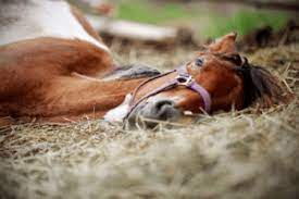 Horses Lying Down What You Need To Know