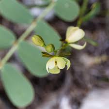 Image result for Senna italica