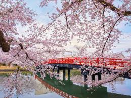 There are around 3000 cherry blossom trees on the castle grounds. Where To See Cherry Blossoms In Japan This Spring 2020 Time Out Tokyo
