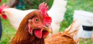 Whereas a hen's comb is much smaller and not as bright. Rhode Island Red Chicken Names Over 250 Ideas For Whole Flocks