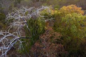 Image result for Commiphora fulvotomentosa