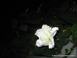 The flower moon is there to assist us in shedding our outer skin as a form of renewal. Lensing Moon Flowers At Night Garden Geek