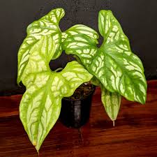 Image result for Mirabilis