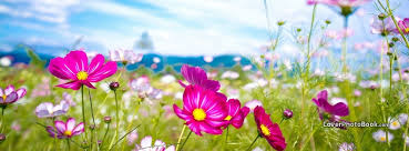 Flower cover photos have all kinds such as daisy, sunflower, pansies, poppies and roses. Spring Pink Flowers Blue Sky Grass Facebook Cover Nature