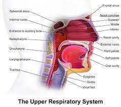 These tests do not rule out cancer, you will usually be referred to a specialist, who will arrange further. What Is Head And Neck Cancer Head And Neck Cancer Support Society