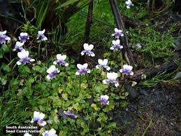 Image result for Viola eminii