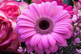 Blumen is a pinnacle of elite living, right at the epicenter of mumbai's hub, vikhroli west, just 2 min from vikhroli station right off lbs marg. Blumen Kaufen Bestellen Blumenladen Erfurt Florist Erfurt