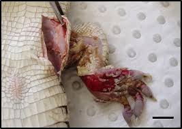 Image result for Dissotis congolensis