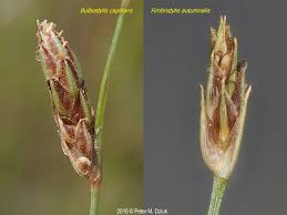 Image result for Bulbostylis densa