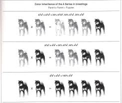 Puppy Coat Color Calculator From The Thousands Of Photos Online Concerning Puppy Coat Color Calculator We All Picks The Top Puppy Coats Colorful Coat Shiba
