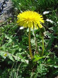 Image result for Taraxacum