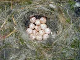 Bird Eggs With Brown Spots On Shell Pin On Wilmar Da Silva