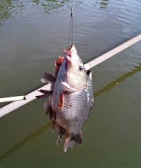 Cara yang kedua membuat umpan yang disukai ikan dari kain sutra, setelah video yang pertama mungkin video yang kedua ini lebih jelas lagi cara. Tips Mancing Ikan Mas Yang Tepat Sasaran Dan Banyak Dilupakan