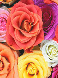 Learn more about your favorite flowers including flower type images, facts & care tips. Meaning Of Flowers Symbolism Of Flowers List Of Flower Types Learning The Meaning Of Flowers