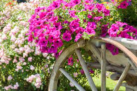 Check spelling or type a new query. Popular Annuals For Zone 7 Tips On Planting Annuals In Zone 7 Gardens