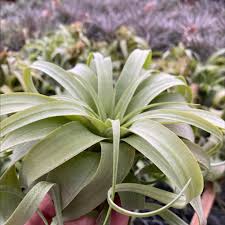 Image result for Cribbia brachyceras