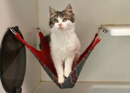 Use the slit ends to tie one corner of the fabric to each chair leg. Red Cat Hammock