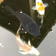 It can be a story of rags to riches, a symbol of surviving a battle and coming out alive. Black Koi With Gold Belly Garden Pond Forums