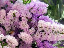 Image result for Limonium sinuatum