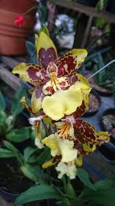 Odontocidium Saint Anthony Of Egypt Orchideeen
