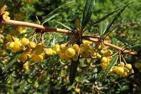Image result for Berberis verruculosa