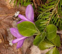 Image result for Polygala filicaulis