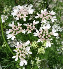 Image result for Pimpinella robynsii