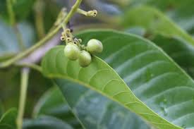 Image result for Vitex fischeri