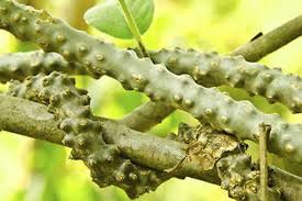 Image result for Tinospora