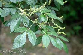 Image result for Allophylus africanus