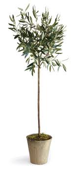 Olivier en pot pot jardin potted trees terracota olive tree plantar plantation garden pots garden bar. 25 Best Looking For Olive Tree In Pot Pink Wool