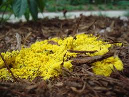 Slime mold typically develops on lawns, small plants, mulch, and decaying wood in late summer. Mulch Fungus Types Easy Treatment Eco Family Life