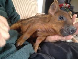 Plenty of smaller pet stores may have connections with professional breeders who love how did you find guinea pigs for sale? Kurrajong Cottage Mini Pigs Gippsland Home Facebook