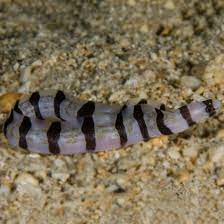 Banded Snake Eel Myrichthys Colubrinus White Band Band Snake