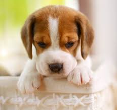 Beagle puppy art print barewalls posters prints bwc26316933. Pocket Beagle 7 Bite Sized Facts You Need To Know Perfect Dog Breeds