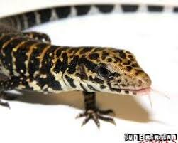 Black And White Tegu Lizard For Sale Captive Bred Tegus For Sale Underground Reptiles Underground Reptiles Tegu Breeds
