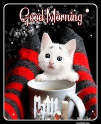 Cute Good Morning Cat And Coffee Good Morning Cat Morning Cat Cute Good Morning